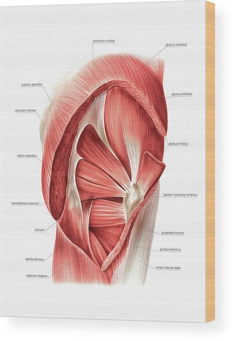 Buttock Muscles Wood Print By Asklepios Medical Atlas Hot Sex Picture