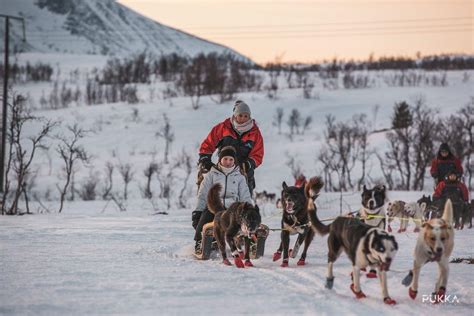 Dog Sledding In The Arctic The Outdoor Voyage