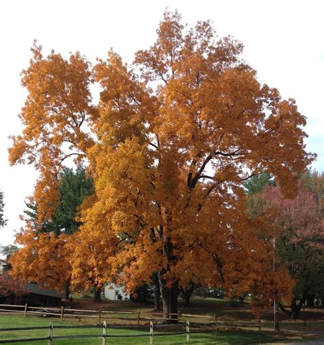 Old Hickory My Vote For Best Fall Tree Wildtrumpetvine