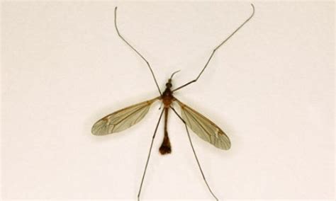 10 Interesting Daddy Long Legs Facts My Interesting Facts