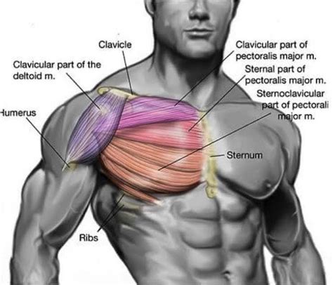 Chest Muscles Anatomy Labeled Neck And Chest Muscles
