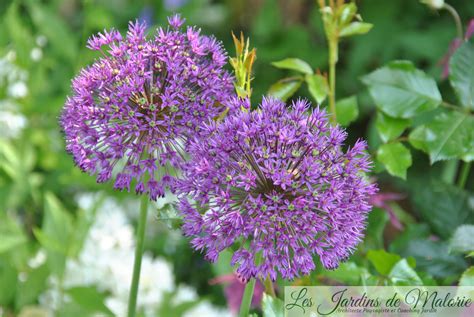 Allium Purple Sensation Les Jardins De Malorie