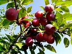 Free picture: organic, red, plum, fruit