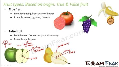 We did not find results for: examples of false fruits