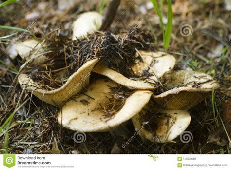Alabama Wild Milk Mushrooms Lactarius Stock Image Image Of Litter