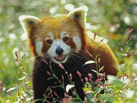 Red is the color at the end of the visible spectrum of light, next to orange and opposite violet. Red panda | Rate Every Animal