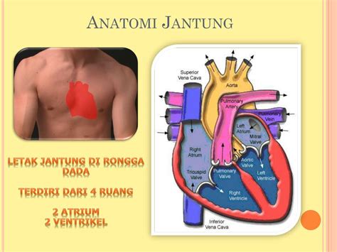 Anatomi Sistem Kardiovaskuler Ppt Powerpoint Fa The Best Porn Website