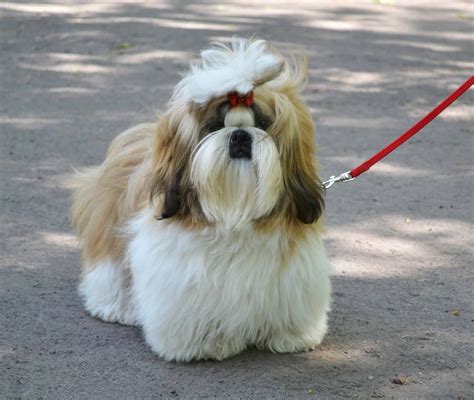 We invest a lot of time, effort and passion in our little ones. Shih Tzu Dog Breed Info, stats (Photos & Videos) - PetCare ...