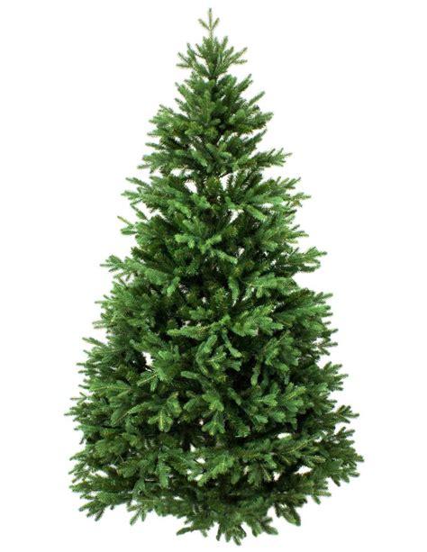 Noble Fir Christmas Trees At