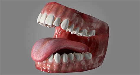 Human Mouth Tongue Rigged 3d Model Turbosquid 1665670