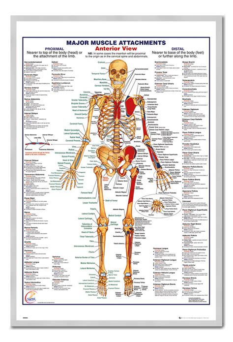 The adductor muscles of the thigh adduct, or move, the leg toward the midline of the body. Framed Human Body Major Muscle Attachments Anterior Poster ...
