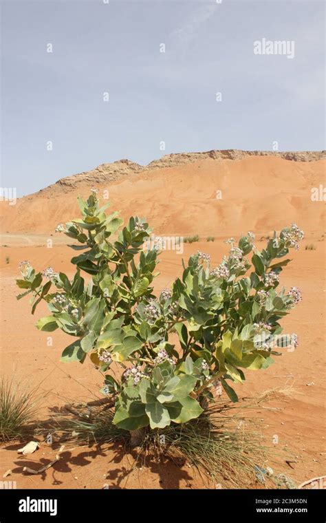 Desert Purple Flowers Arabia Hi Res Stock Photography And Images Alamy