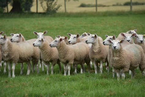 Lleyn Sheep For Sale Bearwood Lleyn And Blue Texel Sheep