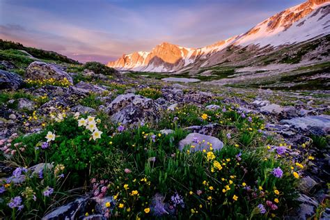 Expose Nature Wildflower Garden Sunrise Snowy Range Wyoming Oc