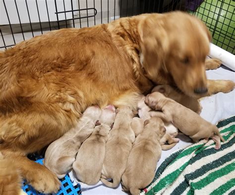 We raise champion english cream, standard american goldens and red field goldens. Phoebe pups 1 day old - Chadwick's Goldens Chadwick's Goldens
