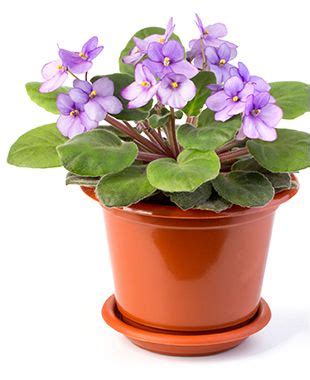 Apply the african violet food periodically in amounts specified on the label and when repotting, transplanting or starting new plants from cuttings. Top 5 Pet-Friendly Plants | African violets, African ...