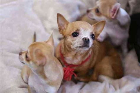 How Many Puppies Do Chihuahuas Have The First Time Howdozc