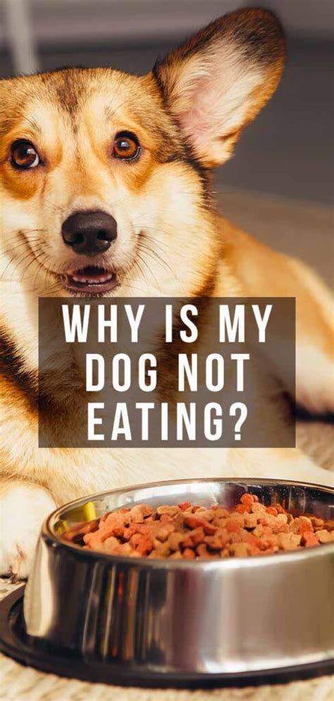 Why Is My Dog Not Eating And What Should I Do About It