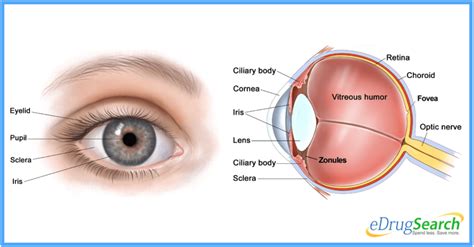 Now that you know what you should be getting onto your plate on a regular basis, you're well on your way to. 9 Proven Ways to Make Your Eyesight Better | eDrugSearch