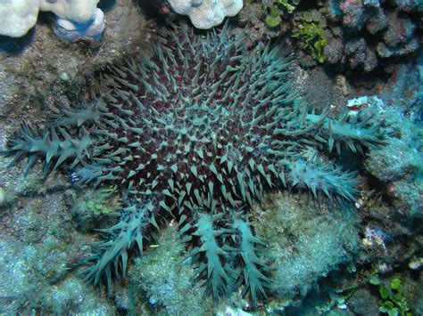 Crown Of Thorns Starfish Crown Of Thorns Starfish Aquatic Animals Deep Blue Sea Sea World