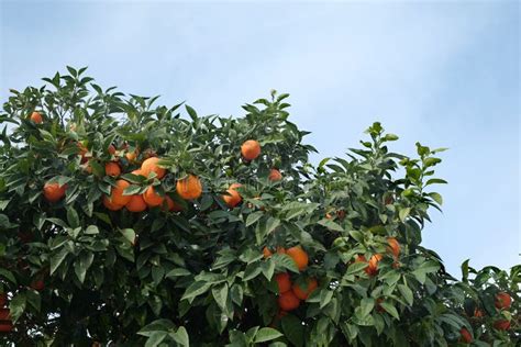 Many Ripe Appetizing Oranges Grows On Orange Tree Branches Stock Photo