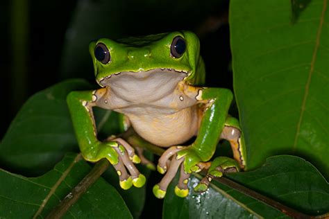 Wild Herps Giant Monkey Frog Phyllomedusa Bicolor