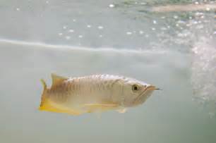 Fotos Rare Freshwater Fish Freshwater Tropical Fish