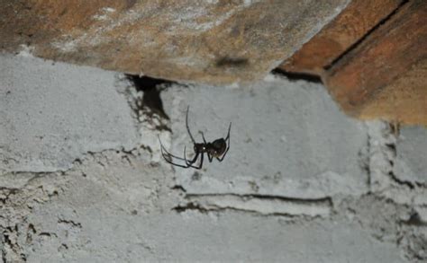 7 Methods That Keep Spiders Out Of The Basement