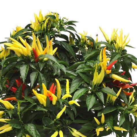 Chilly Chili Ornamental Pepper Garden Seeds - 100 Seeds - Non-GMO ...