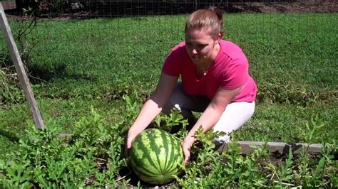 Watermelon Picking The First Melon Youtube
