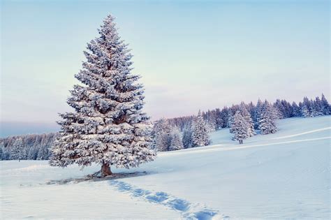 Winter Tree Wallpaper Maxipx