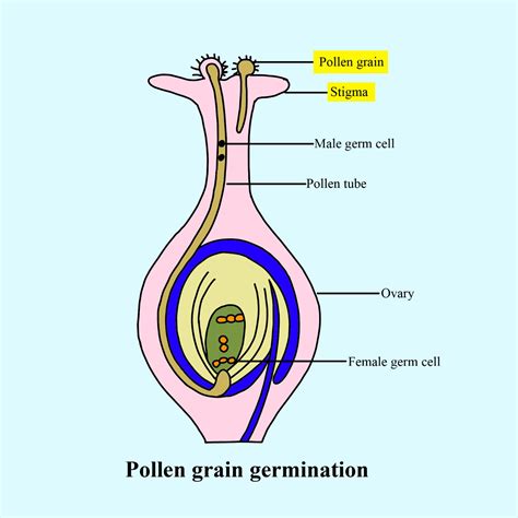 Flower Pollen Diagram