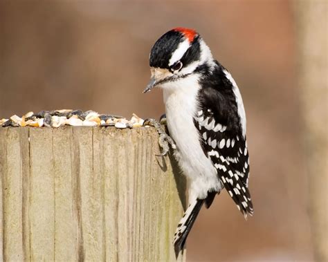 8 Different Species Of Woodpeckers In South Carolina Sc 2022