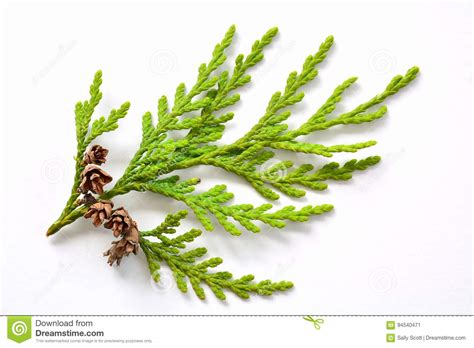 Small Cedar Branch With Tiny Pinecones Stock Image Image Of Northwest