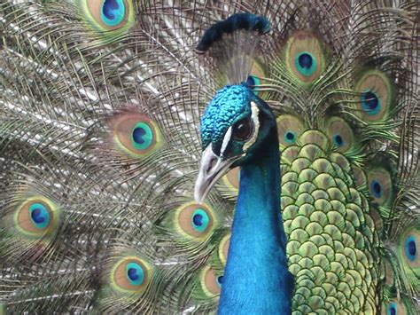 Filehead Peacock Wikimedia Commons