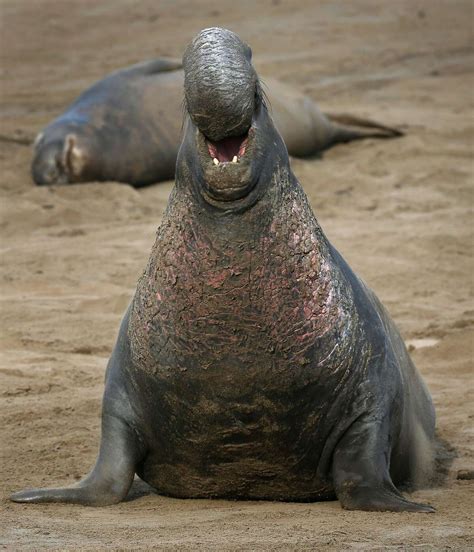 Detecting Dialects In Elephant Seals