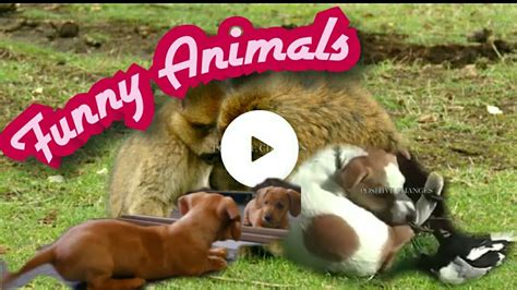 Funny Animals Compilation😊😂 Youtube