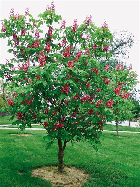 Red Horse Chestnut Tree In Bloom Wsc Arboretum Ali Eminov Flickr