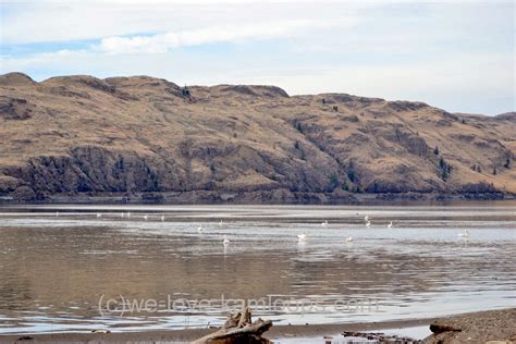 We Love Kamloops Pelicans ~ Kamloops Lake ~ Kamloops Bc