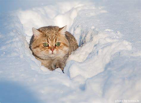 Catsparella Snow Cat