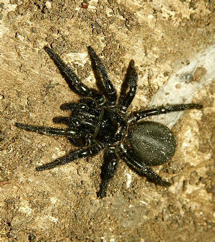 2 cm to 7 cm (0.9 to 3), * weight: Sydney Funnel-web Spider - Ten Random Facts