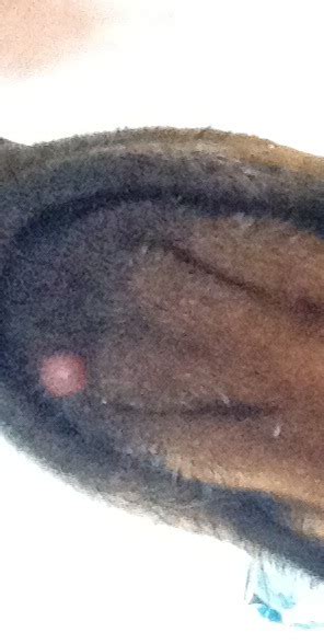 What Is This Lump On My Dogs Chin Histiocytoma Mast Cell Tumor
