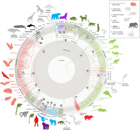 The Evolution Of Mammalian Brain Size Science Advances