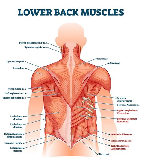 Dolor de espalda izquierdo síntomas causas tratamiento con aparatos ortopédicos para la espalda