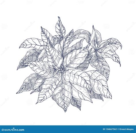 Red Poinsettia Plant With Leaves And Bracts Hand Drawn With Contour