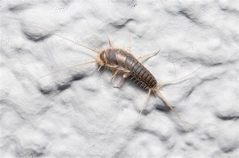 What You Need To Know About Silverfish Control In Virginia Beach