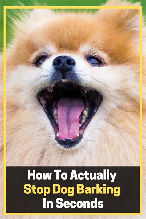 .your dog gets along with other dogs, let you dog socialize with other dogs· teach your dog barking is ok until told to stop· praise your dog during quiet but you have to train the dog to stop barking using a dog whistle first. Get Any Dog To Stop Barking & Listen | Stop dog barking ...