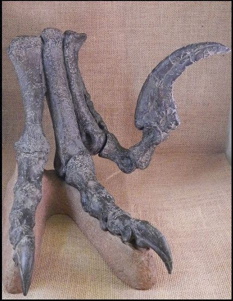 Dinosaur Utahraptor Foot W Claws Cast Replica 16 Dinosaur Raptor