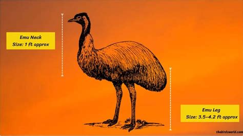 Emu Size Explained Comparison With Ostrich And Human