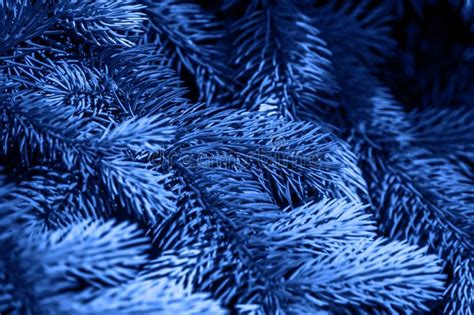 Trend Color 2020 Classic Blue Spruce Tree Branch Background For